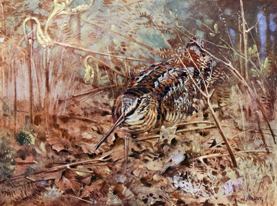 Woodcock on its nest (colour litho)