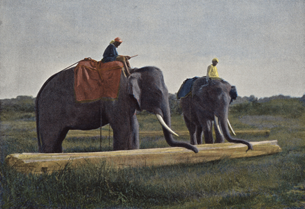 Ceylan, Elephants Trainant Un Madrier (colour photo)