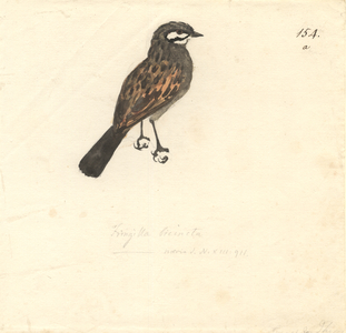 Emberiza capensis