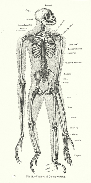 Skeleton of orangutang (engraving)