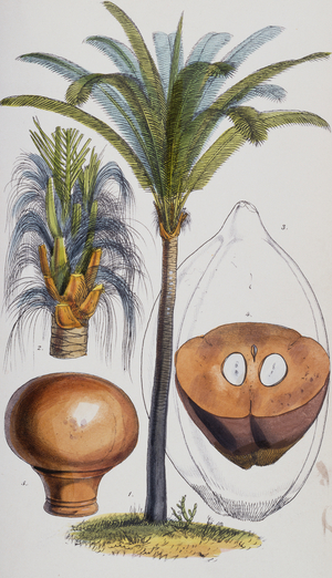 Attalea funifera C. Martius ex Sprengel
