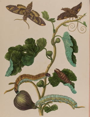Illustration from 'Metamorphosis insectorum Surinamensium. Ofte Verandering der Surinaamsche Insecten', published in 1705 (coloured engraving)