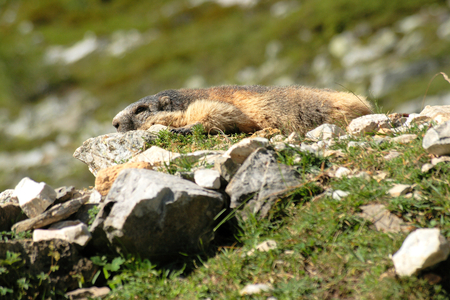 Marmot