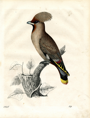 Bohemian Waxwing on a Branch (hand-coloured engraving)