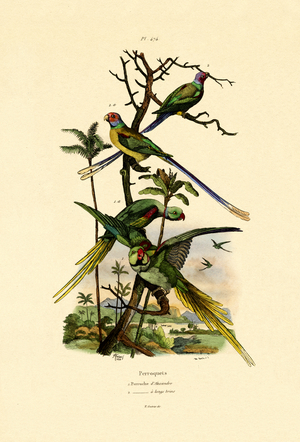 Alexandrine Parakeet, 1833-39 (coloured engraving)