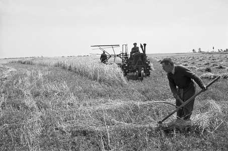 Under Communist rule in Hungary, most farms were turned into huge agricultural cooperatives ..., 1956 (photo)