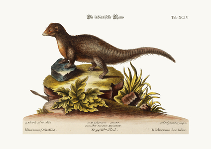 The Indian Ichneumon, 1749-73 (coloured engraving)