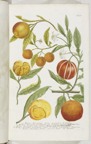 Malus Aurantia, 1737 (engraving)