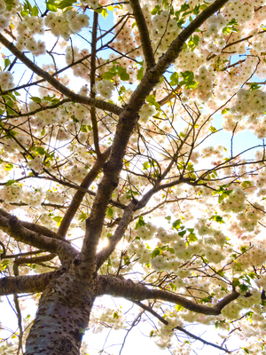 cherry tree in blossom, Gower, UK 2020 (photo)