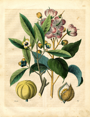 Caper Plant with Flowers and Fruits (litho)
