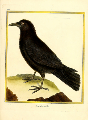 Crow (print)