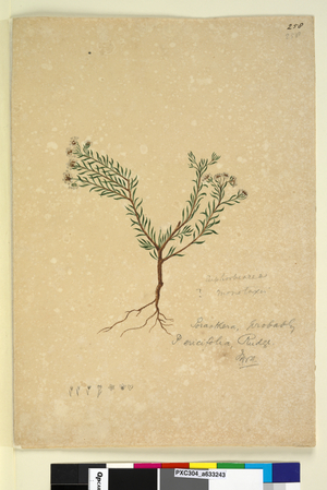 Page 258. Poranthera ericifolia, c.1803-06 (watercolour, pen, ink and pencil)