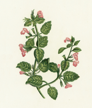 Common Calamint, Calamintha Officinalis (colour litho)