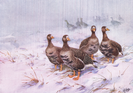 Green land White Fronted Goose (litho)