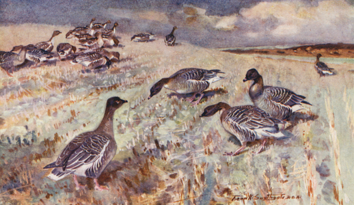 Wild Life in East Anglia: Pink-Footed Geese (colour litho)