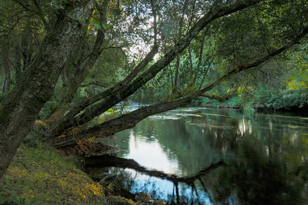Trees overhanging the Tambre river at Sigueiro, La Coruna Province, Galicia, Spain