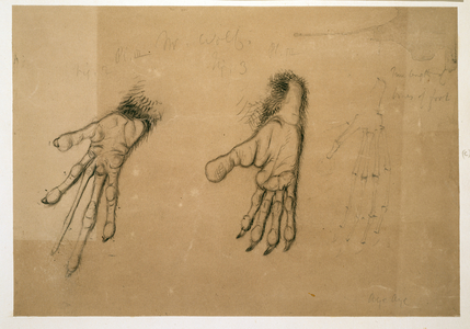 Hands of an Aye-aye, or Daubentonia madagascariensis, plate 258 c from the Richard Owen Drawings Collection (pencil & chalk on paper)
