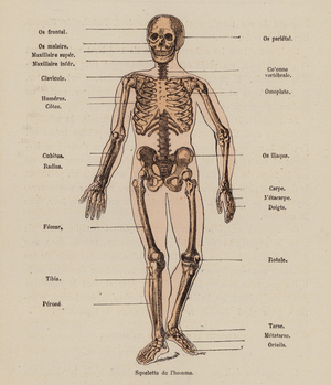 Human skeleton (coloured engraving)