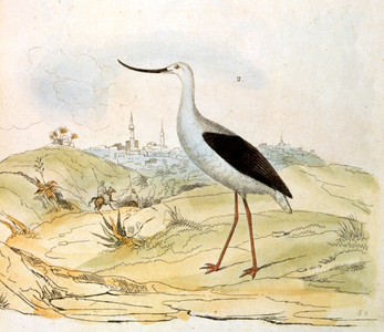 French. Coloured illustration. dated circa 1884. depicting an avocet bird