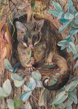 ‘Possum up a gum tree’, 1880 (oil on board)