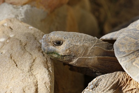 Tortoise (photo)