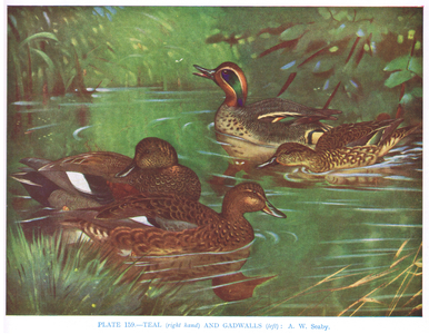 Teal(right side) and Gadwalls (left), illustration from 'British Birds' by Kirkman & Jourdain, 1966 (colour litho)