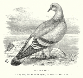 The Rock Dove (engraving)