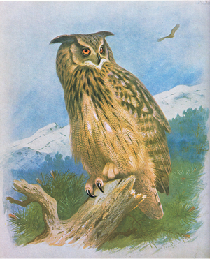Eagle Owl, pub. by Book Club Associates, 1972 (colour litho)