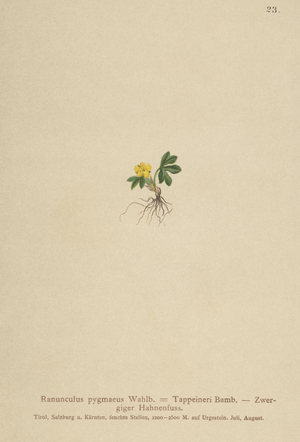 Pygmy Buttercup (Ranunculus pygmaeus, Ranunculus tappeineri, Ranunculus baerianus, Ranunculus pygmaeus var. Langeanu) (colour litho)