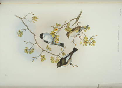 Ficedula hypoleuca