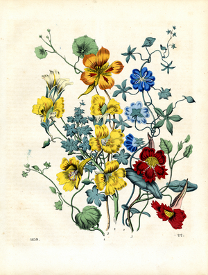 Various species of nasturtium and pansies (hand-coloured litho)