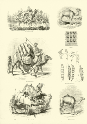 Page from The Pictorial Museum of Animated Nature (engraving)