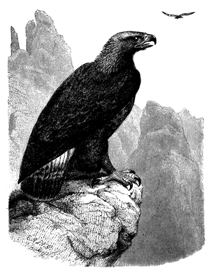 Golden Eagle