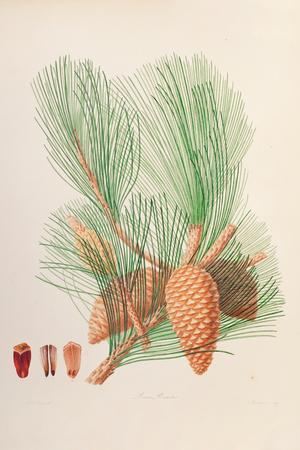 Maritime pine, 1803-1807 (Plate)
