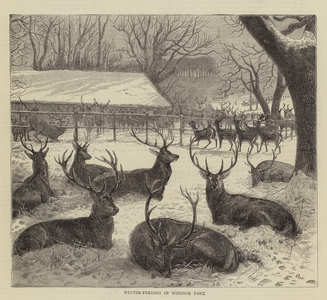 Winter-feeding in Windsor Park (engraving)