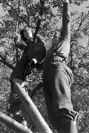Associates of the Reichsarbeitsdienst at work, Germany 1930s (b/w photo)