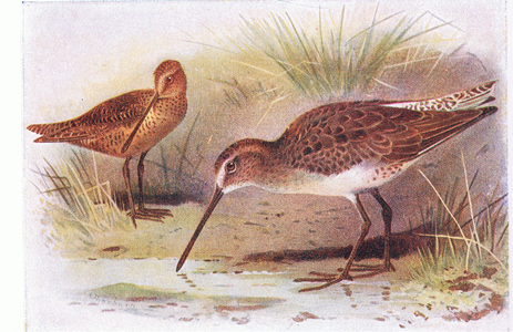 Red Breasted Snipe, from Birds of the British Isles and Their Eggs published by Frederick Warne & Co Ltd, 1958 (colour litho)
