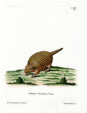 Six-banded Armadillo (coloured engraving)