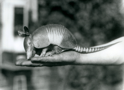 A young Nine-banded Armadillo, or Nine-banded Long-nosed Armadillo resting on a keepers open palm, London Zoo, August 1926 (b/w photo)