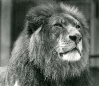 Male Lion 'Kuja' at London Zoo in August 1924 (b/w photo)
