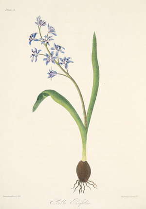 Two-leaved Squill, from Floral Illustrations of the Seasons, pub. 1829 (hand coloured engraving)