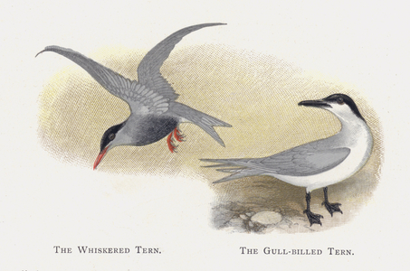 The Whiskered Tern, The Gull-billed Tern (chromolitho)