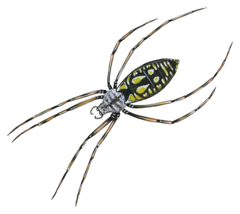 Black-and-yellow argiope 
