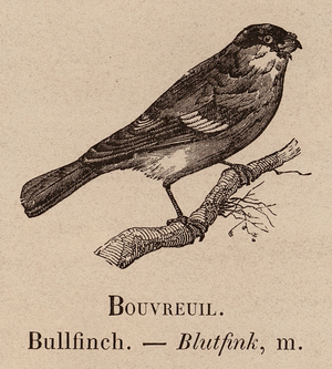 Le Vocabulaire Illustre: Bouvreuil; Bullfinch; Blutfink (engraving)