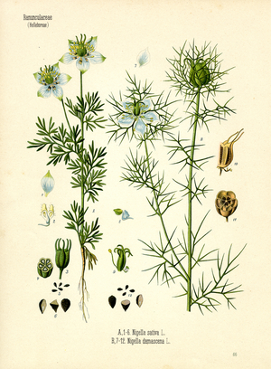 Blackseed (colour litho)