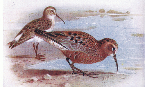 Curlew Sandpiper, from Birds of the British Isles and Their Eggs published by Frederick Warne & Co Ltd, 1958 (colour litho)