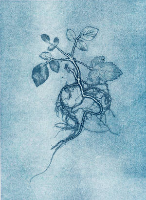 Bramble 2, 2019 (mono-print paper)