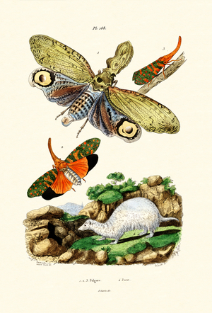 Lanternfly, 1833-39 (coloured engraving)
