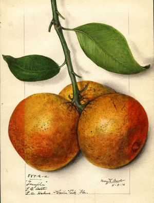 Temple  Oranges (Citrus sinensis)