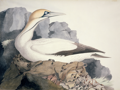 Morus bassanus